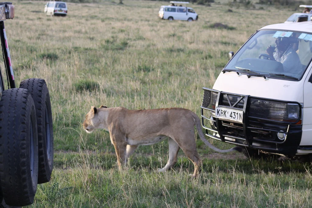 Safari game drive in Masai Mara