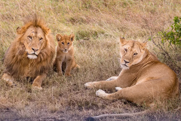 Kenya safari October-a pride of lions lazying around in the Mara grasslands