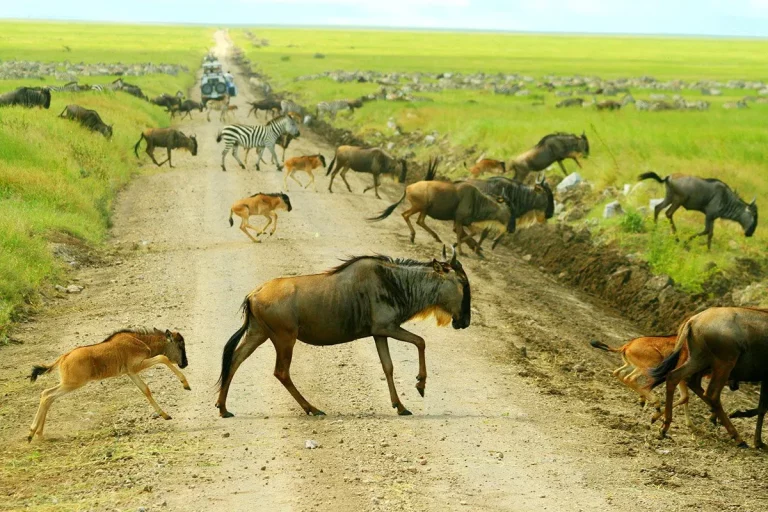 wildebeest migration masai mara - Holiday to Masai Mara