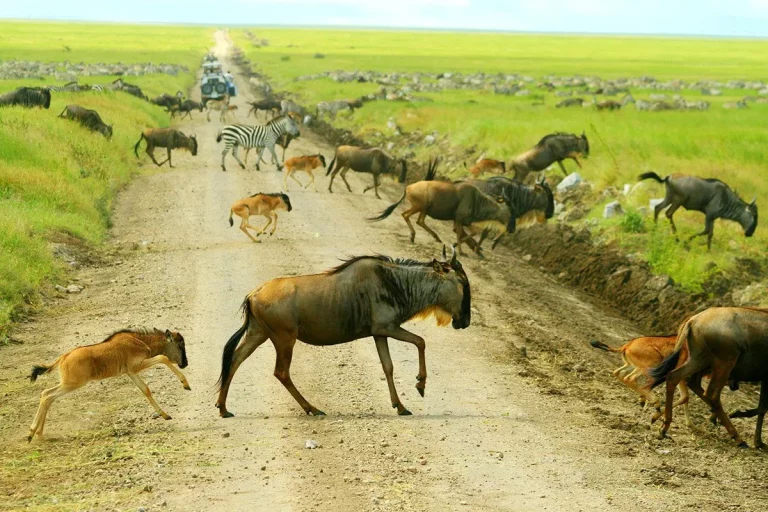 Single safari- animals of the great migration crossing a road in the Mara