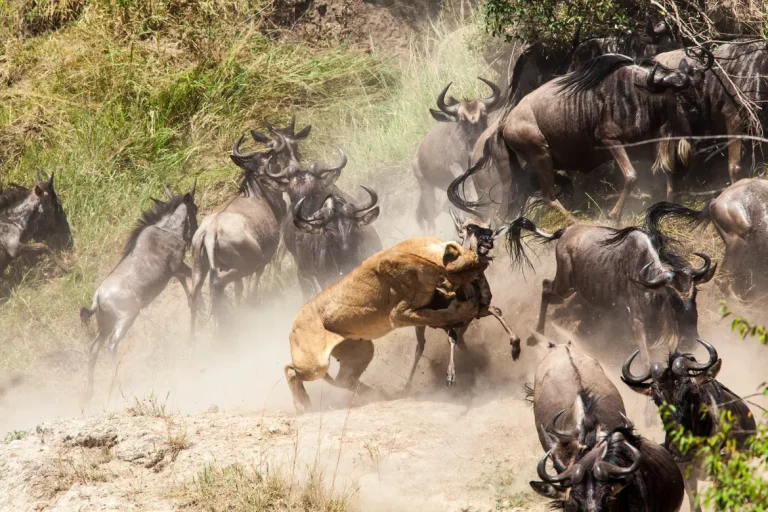 South africa solo safari- a lion pounces on a wildebeest during the great migratuion