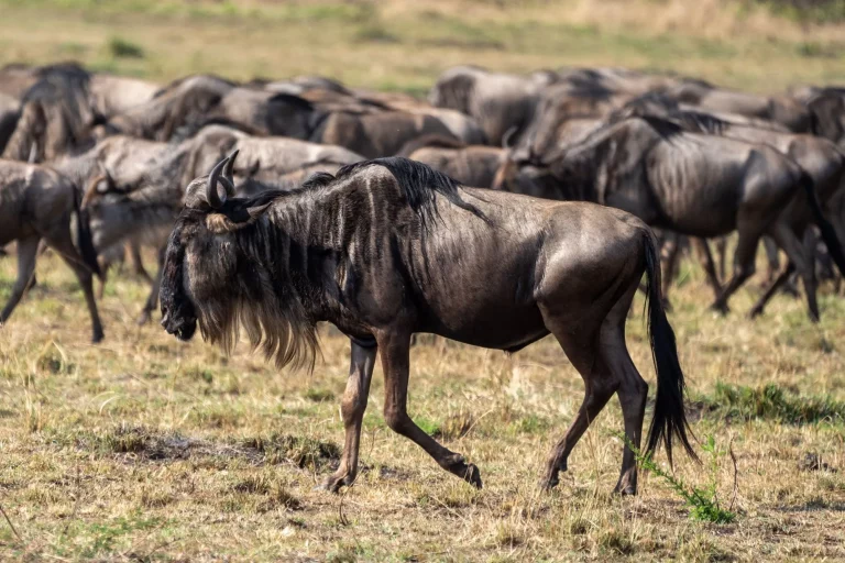 wildebeest migration masai mara - 10 Day Kenya Classic Safari