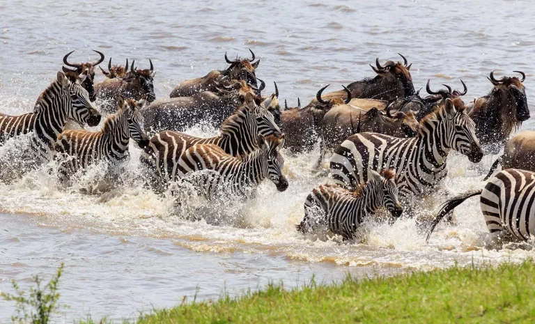 Kenya wildebeest migration- zebras and wildebeests crossing the Mara River