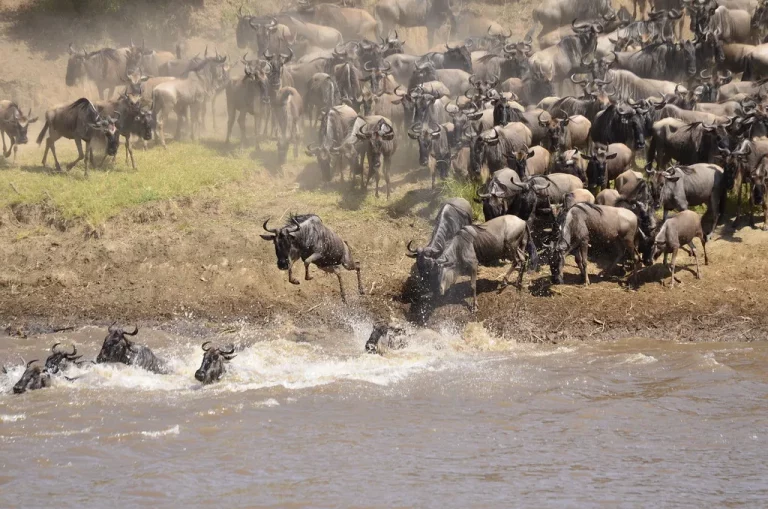 Great Migration Kenya- wildebeests crossing the Mara River