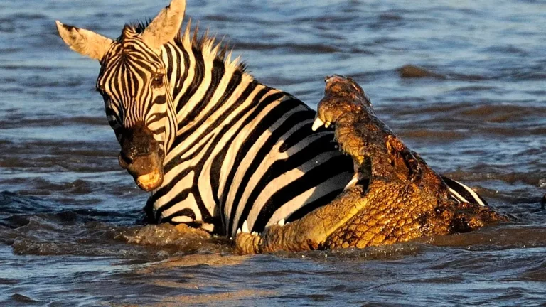 Great Migration Kenya- a zebra caught between the jaws of a crocodile