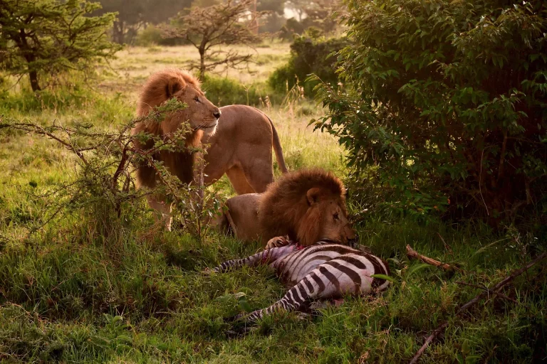 Small group tours- two lions feed on a zebra in the bushes