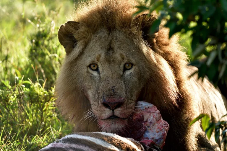 1-day tours Kenya- lion captured eating a zebra while hiding in the bushes