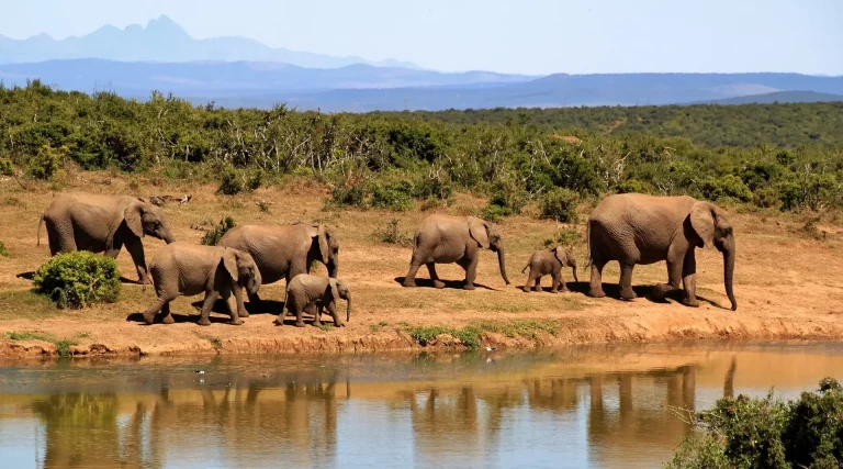 South Africa safari in October- a herd of elephants walking along the Ewaso Nyiro River