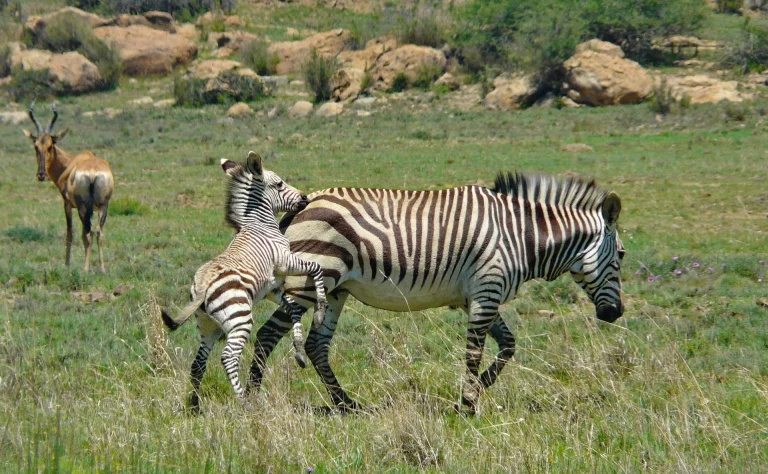 kenya safari agosto