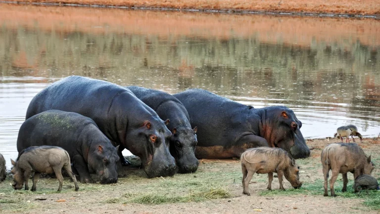 Kenya 3-day safari- hippos drink water from a swamp