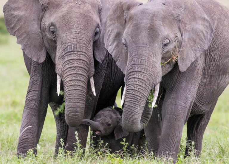 Best family safari kenya - 7 Days, Masai Mara Luxury Safari - tours to Kenya - elephants spotted during game drive.