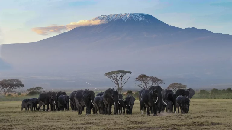 Multi destination holiday- a herd of elephants in Amboseli with Kilimanjaro at the background
