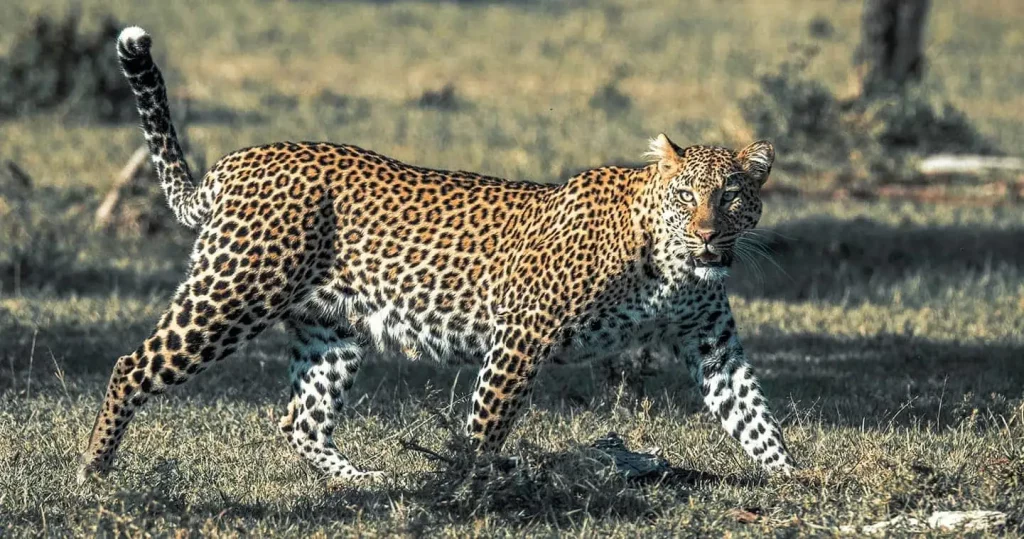 Kenya honeymoons - Kenya Itinerary 10 Days. Leopard in Maasai Mara Kenya