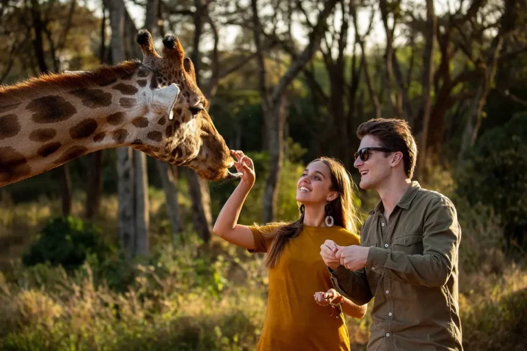 Luxury south african safari- couple feeds a giraffe
