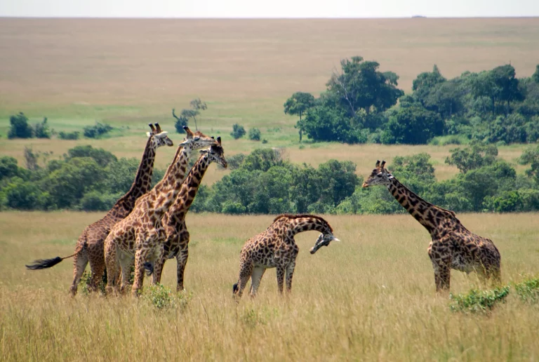 The Best 12 Days Kenya safari tour