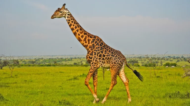 African lodge- a lone giraffe roaming around the mara savannah