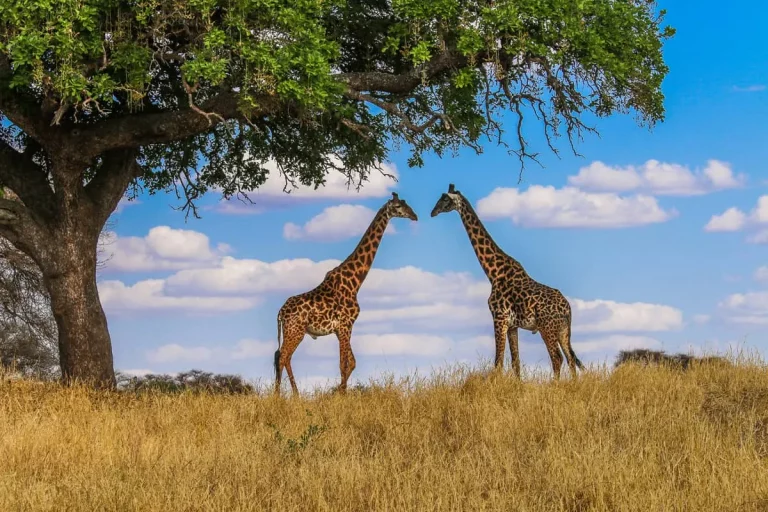 Solo safari holidays two giraffes in the mara savannah