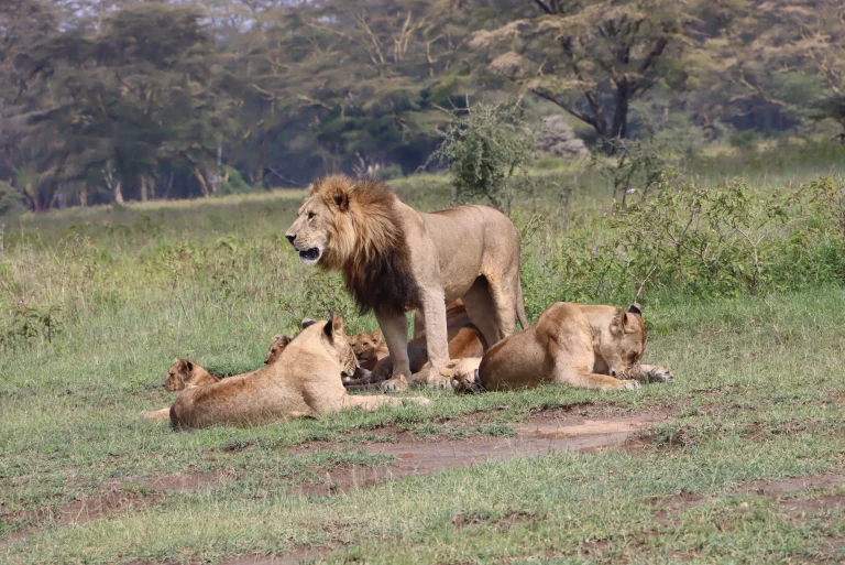 Luxury Kenya safaris- lions lazying around in the grasslands of Masai Mara
