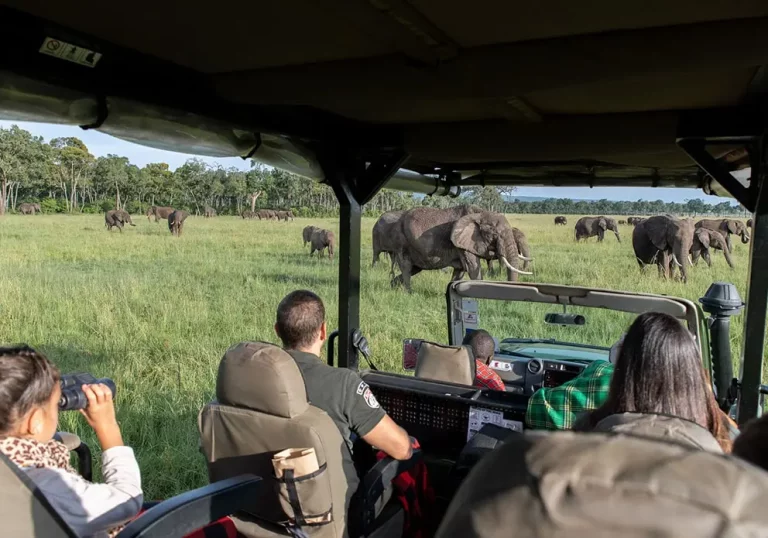 Tours to Kruger National Park- tourists inside a safari van observe some nearby elephants