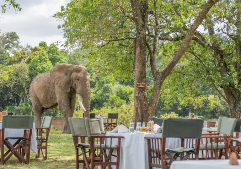 Safari drives- an elephant stops by an outdoor lunch set up in the little governors camp masai mara