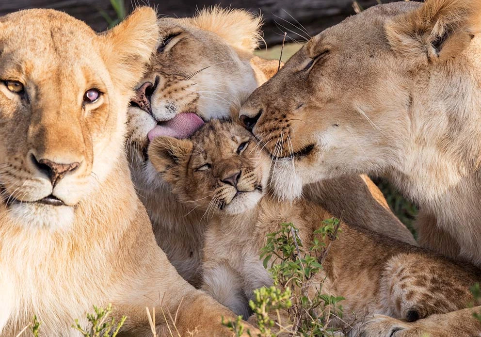 Masa Mara - Lions in Masai Mara