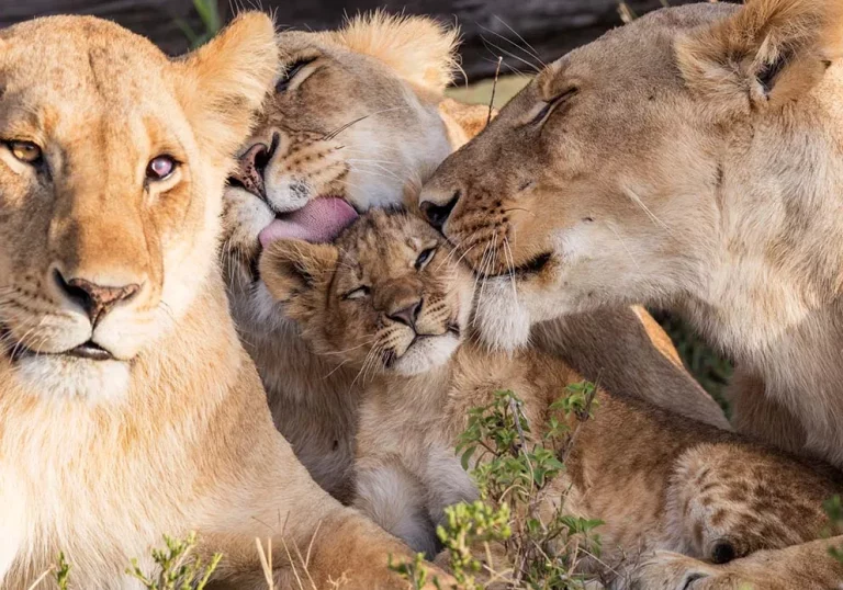Multi destination holiday packages- two lions licking a young lion cub