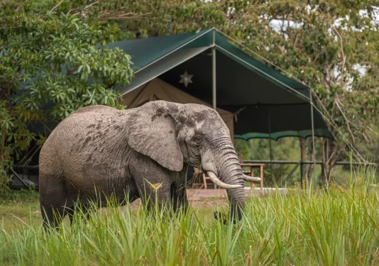 Holiday for solo travellers- an elephant photographed outside the ;little governors camp