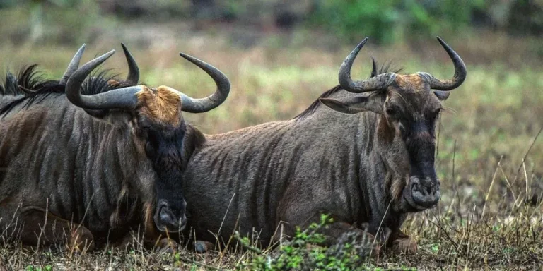 Holiday for 1 person- a herd of buffaloes in the wild
