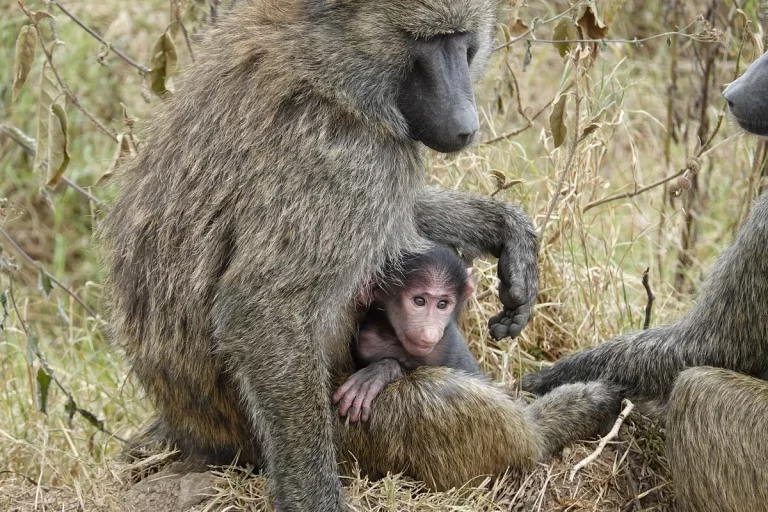 Safari trip- Mama baboon holds her little one in the mara