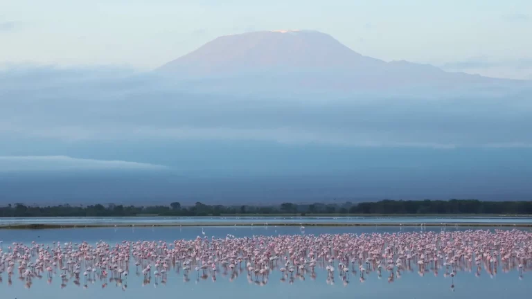 Safari trip- flamingos in lake nakuru