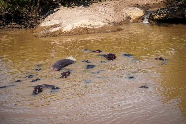 Safari Kenya packages- hippos swimming in the murky waters of the Mara River