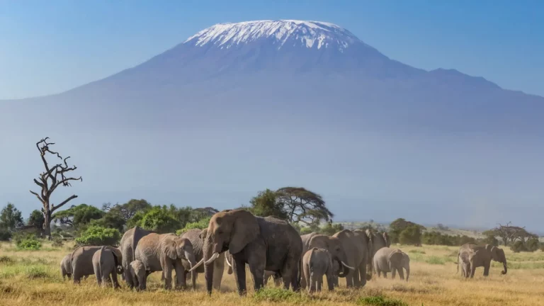 African safari hotel- kilimanjaro towering above grazing elephants in the Amboseli