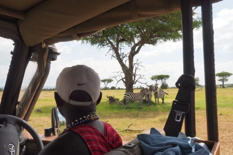 Safari guides Kenya- tourists on a game drives spot some zebras under a tree
