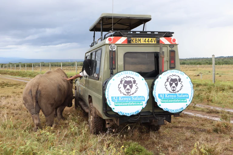 Southern African safari tours- a tourist in a safari van touches a rhino