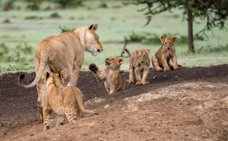 Best safari- mama lion and her four cubs