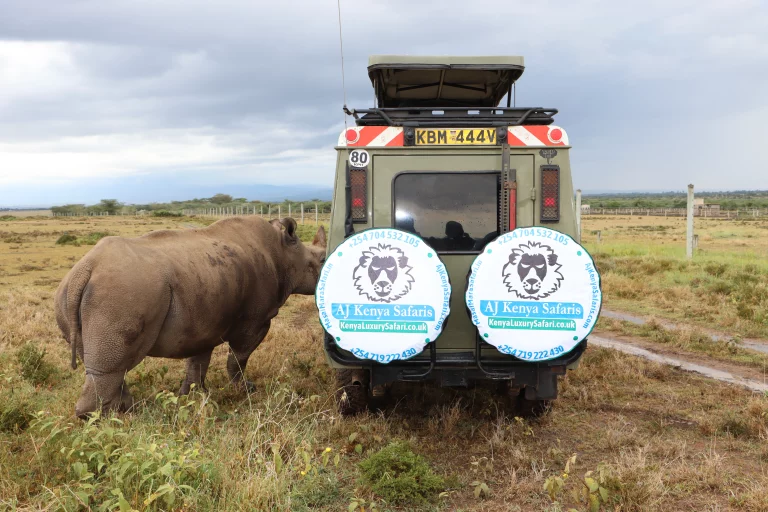 Travel group tours- our client touches a rhino in the ol pejetaTravel group tours- our client touches a rhino in the ol pejeta