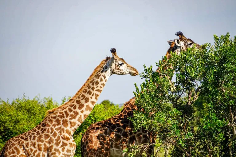 Best safari- two giraffes munch on a tall tree
