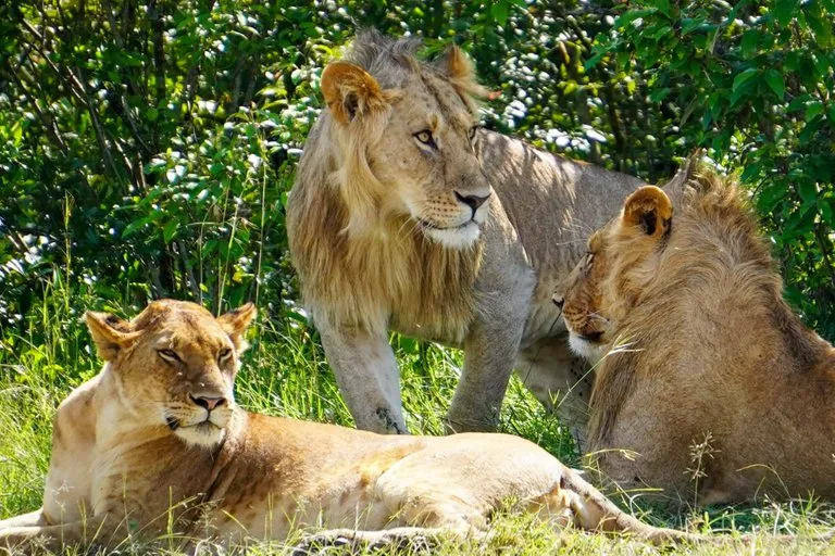 African lodge- three lions relaxing in the lush mara grasslands