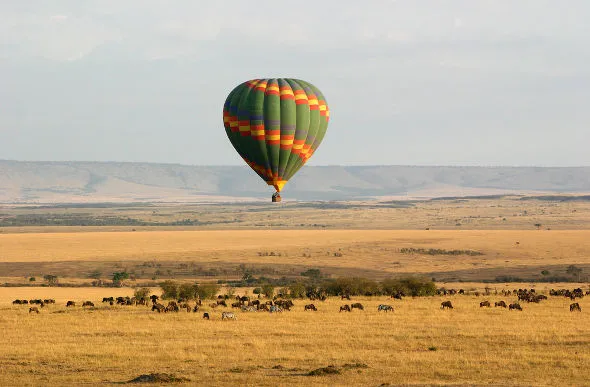 8-Day Safari in Kenya - A Holiday with Purpose - wildebeest in Masai Mara