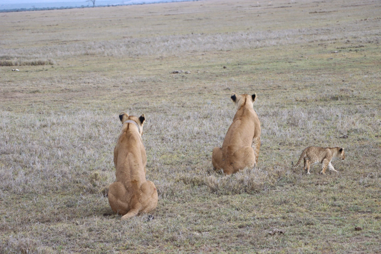 Masai Mara Safari from Nairobi - Lions and Cubs in Masai Mara