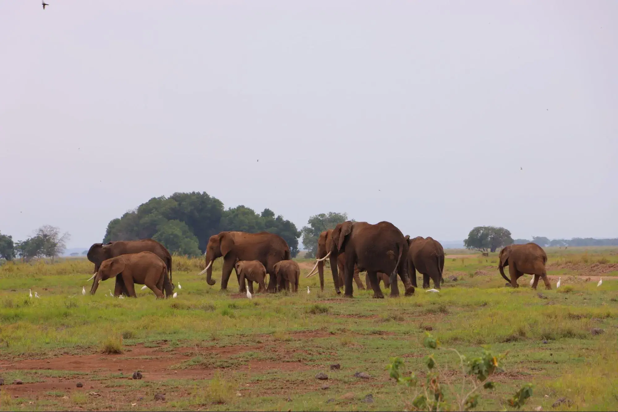 KenyaLuxurySafari.co.uk - Elephants in Amboseli