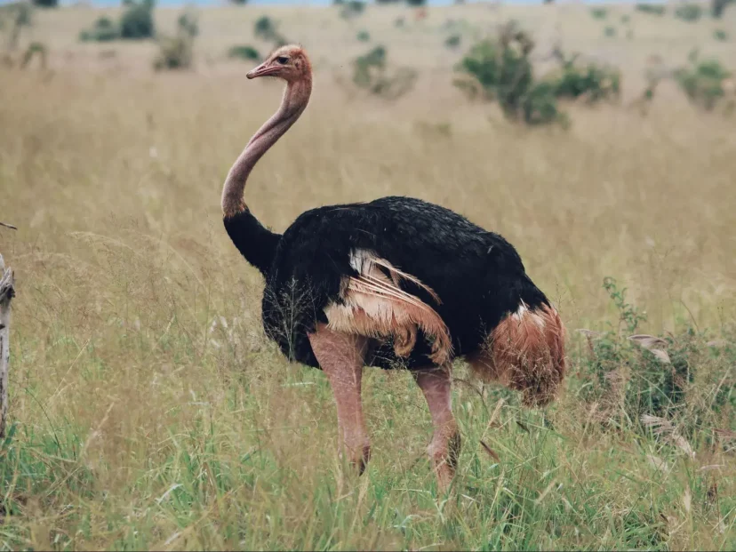 KenyaLuxurySafaris.co.uk - Ostrich in Masai Mara
