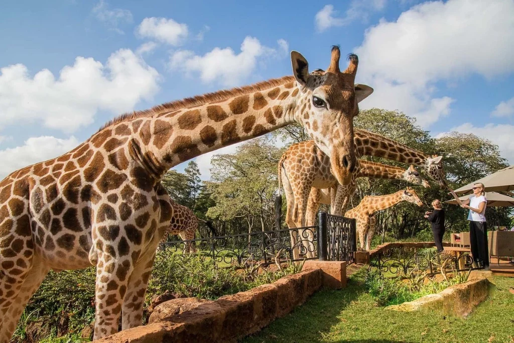 Giraffe Manor Booking - Guest feeding giraffes at Kenya Giraffe hotel