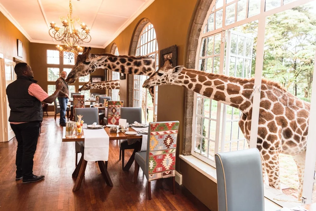 Giraffe Manor Nairobi - Guest feeding Giraffes in Nairobi Kenya giraffe hotel