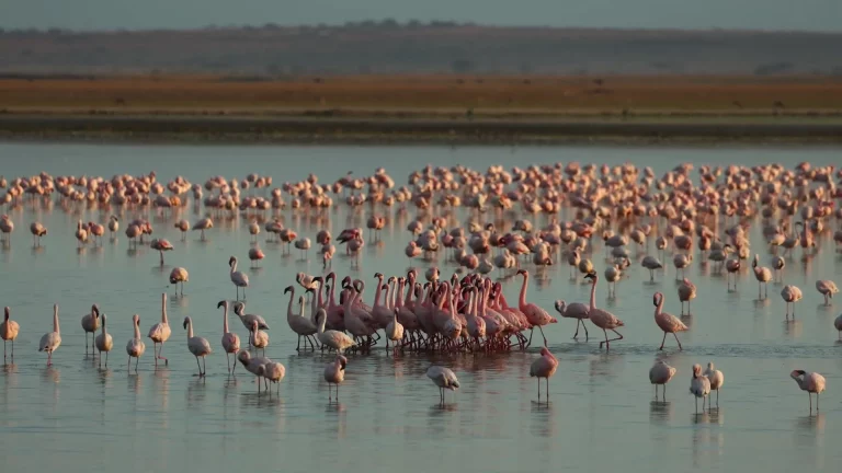 Game drive vs safari- flamingos in Lake Nakuru