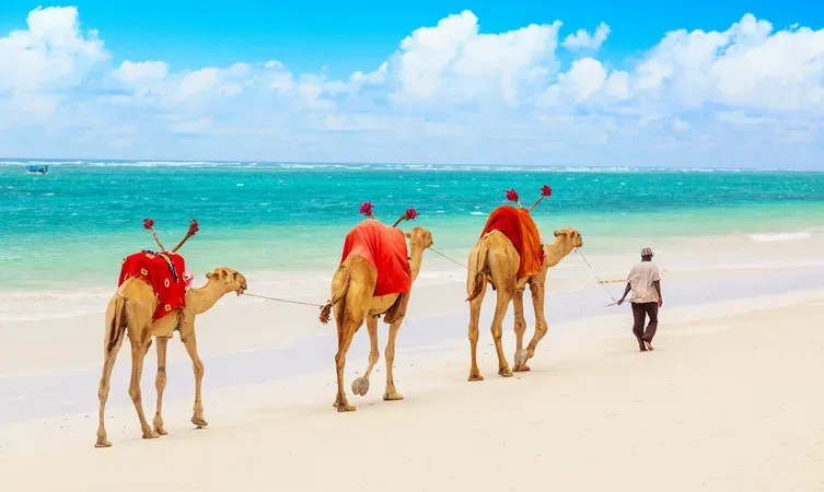 Serengeti safari holidays- three camels walking along a beach