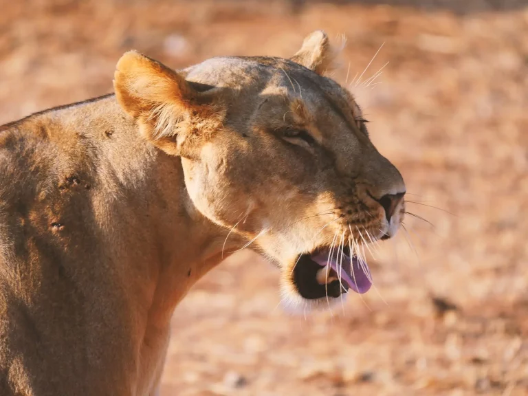 Tour groups to south africa- a lion with his tongue out photographed in the savannah