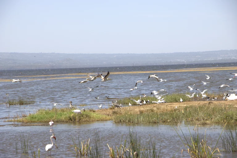 best time of year to go on african safari- pelicans at lake naivasha