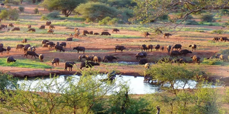 Game drive- wildlife grazing next to a watering hole