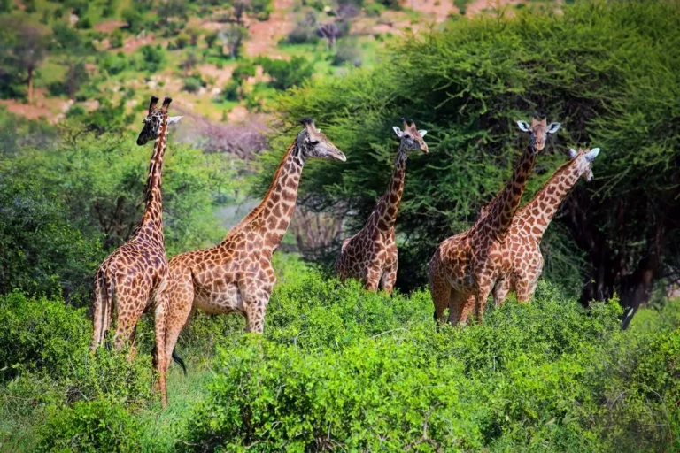 Kenya safari august- five giraffes grazing in the lush savannah